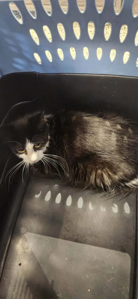 A young medium-sized female Domestic Long Hair cat named ? for adoption in Republic, MO
