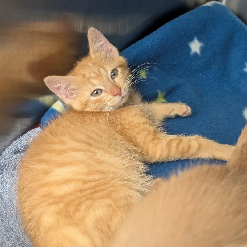A baby small-sized female Orange / Red Domestic Short Hair cat named Tate for adoption in Pittsburgh, PA