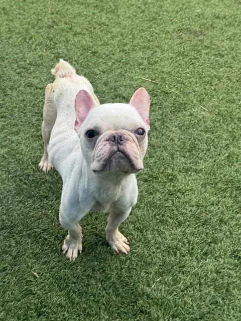 An adult small-sized male French Bulldog dog named Romie for adoption in Dallas, TX