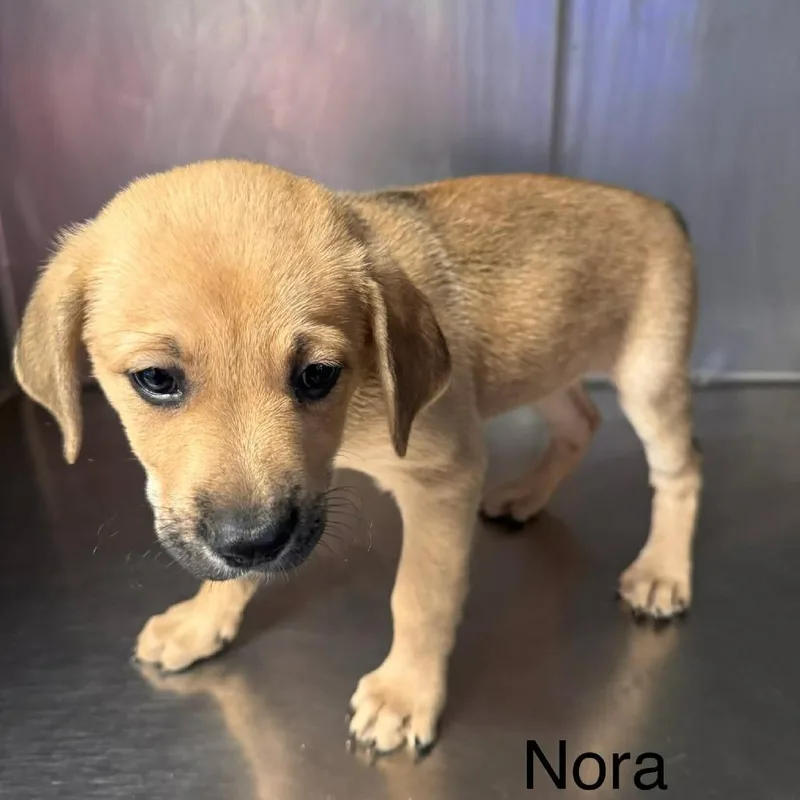 Nora