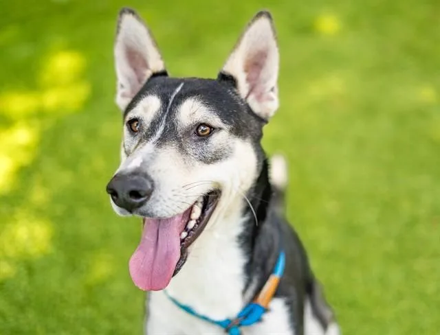 A young large-sized male Siberian Husky dog named Kevin Jonas for adoption in San Jose, CA