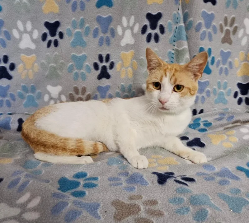A young medium-sized male Domestic Short Hair cat named Glove for adoption in Wabash, IN