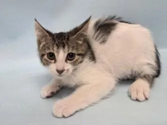 A baby small-sized male Domestic Short Hair cat named Half for adoption in Woodbury, MN
