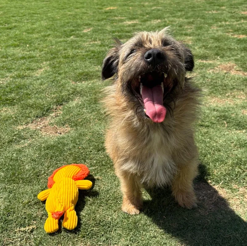A young small-sized male Border Terrier dog named Benji for adoption in Little Elm, TX