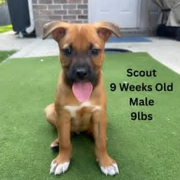Scout