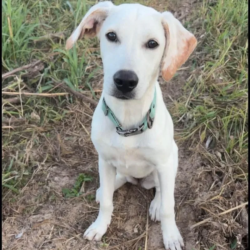 A young medium-sized female Labrador Retriever dog named Lucy for adoption in Corinth, MS