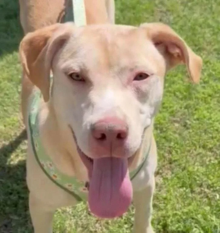 A young medium-sized female Retriever dog named Buttercream for adoption in Bloomfield, CT
