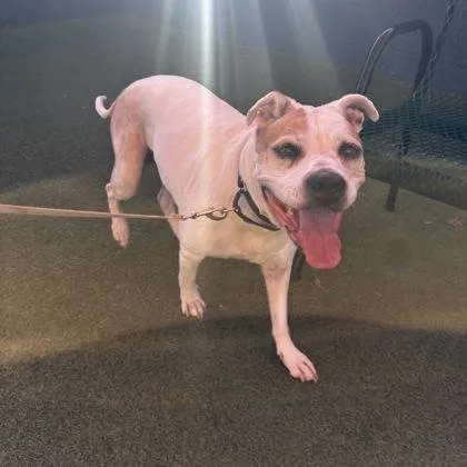 An adult large-sized female Mixed Breed dog named Ladybug for adoption in Merriam, KS