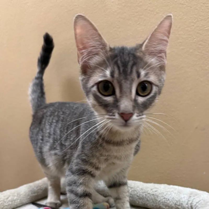 A baby small-sized male Gray / Blue / Silver Domestic Short Hair cat named Harry for adoption in Hemet, CA