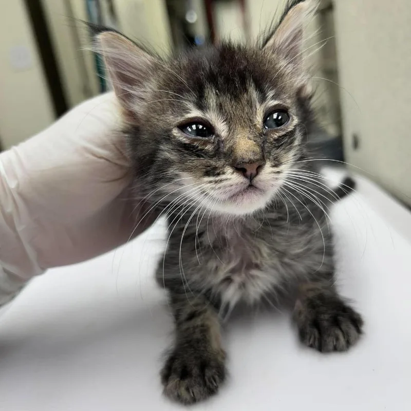 A baby small-sized female Domestic Medium Hair cat named Vicky for adoption in Bastrop, TX