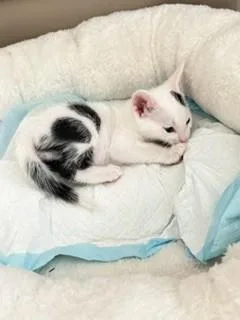 A baby small-sized male Domestic Short Hair cat named Solo for adoption in Sugar Land, TX