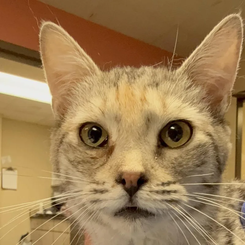 An adult small-sized female Gray / Blue / Silver Domestic Short Hair cat named Pepper  Striking & for adoption in Flagstaff, AZ
