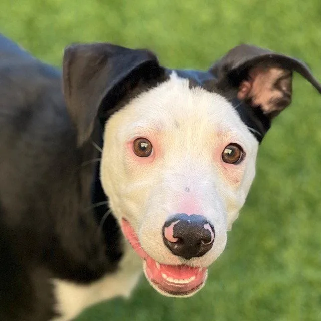 A baby large-sized female Pit Bull Terrier dog named Myrtle The Puppy! for adoption in Burlingame, CA