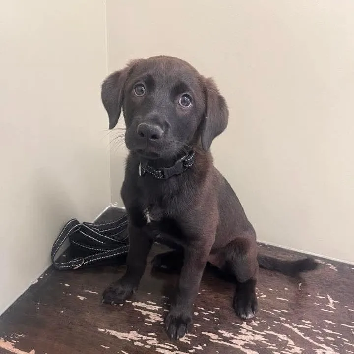 A baby medium-sized female Chocolate Labrador Retriever dog named Elsie for adoption in East Peoria, IL