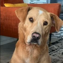An adult large-sized female Yellow / Tan / Blond / Fawn Labrador Retriever dog named Gabby for adoption in Albuquerque, NM