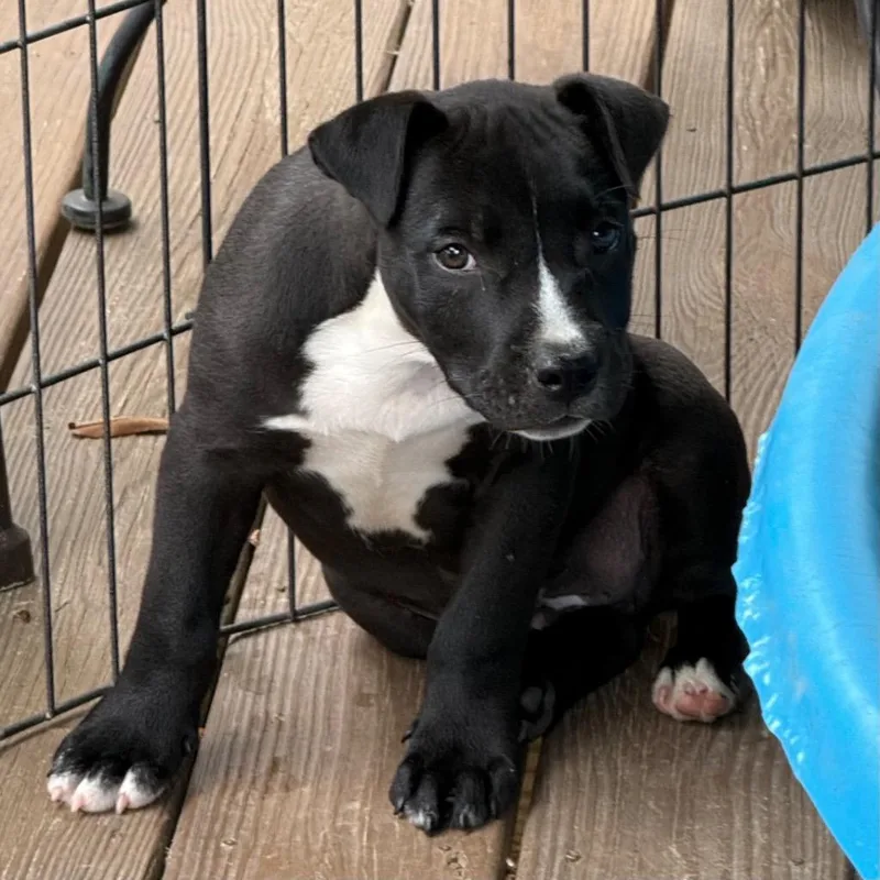 A baby medium-sized male Pit Bull Terrier dog named Vincent for adoption in Little Rock, AR
