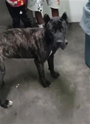 A young large-sized female Cane Corso dog named Dakota for adoption in Los Angeles, CA