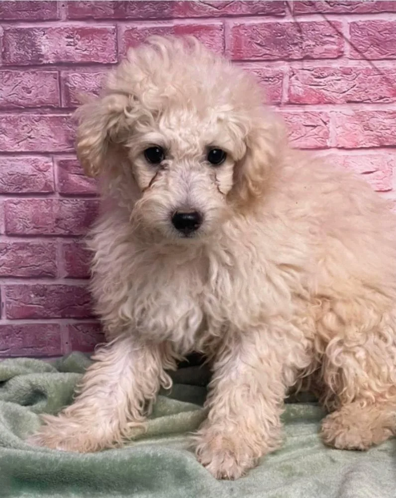 A baby small-sized male White / Cream Poodle dog named Dalton for adoption in Sedalia, CO