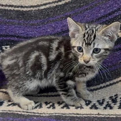 A baby small-sized male Domestic Short Hair cat named Gwimbly for adoption in Janesville, WI