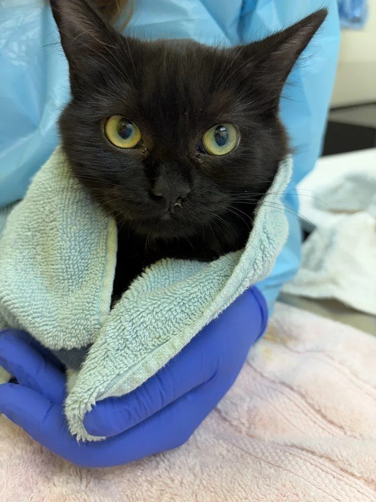 A baby small-sized female Domestic Medium Hair cat named SueLynn for adoption in Raleigh, NC