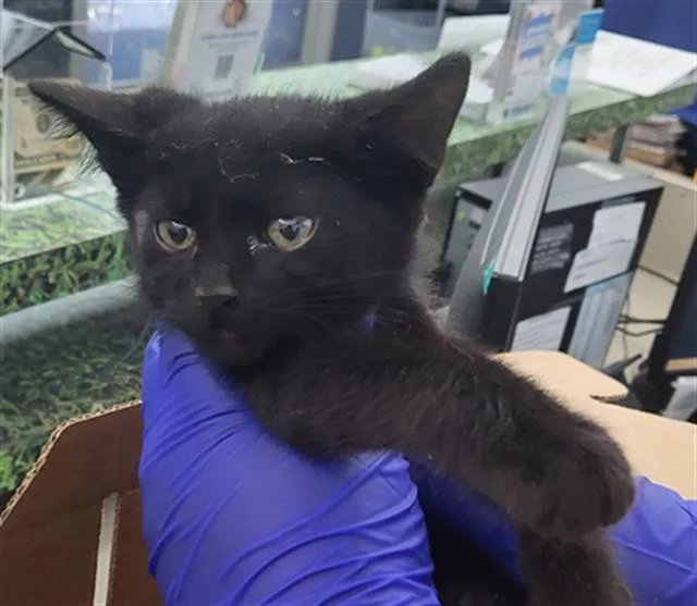 A baby medium-sized male Domestic Short Hair cat named Mongoose for adoption in Dallas, TX