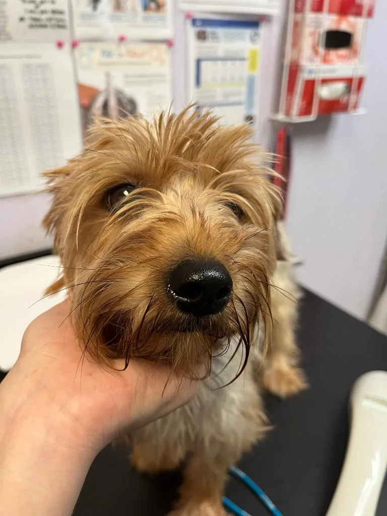 An adult small-sized female Yorkshire Terrier dog named Kanga for adoption in New Braunfels, TX