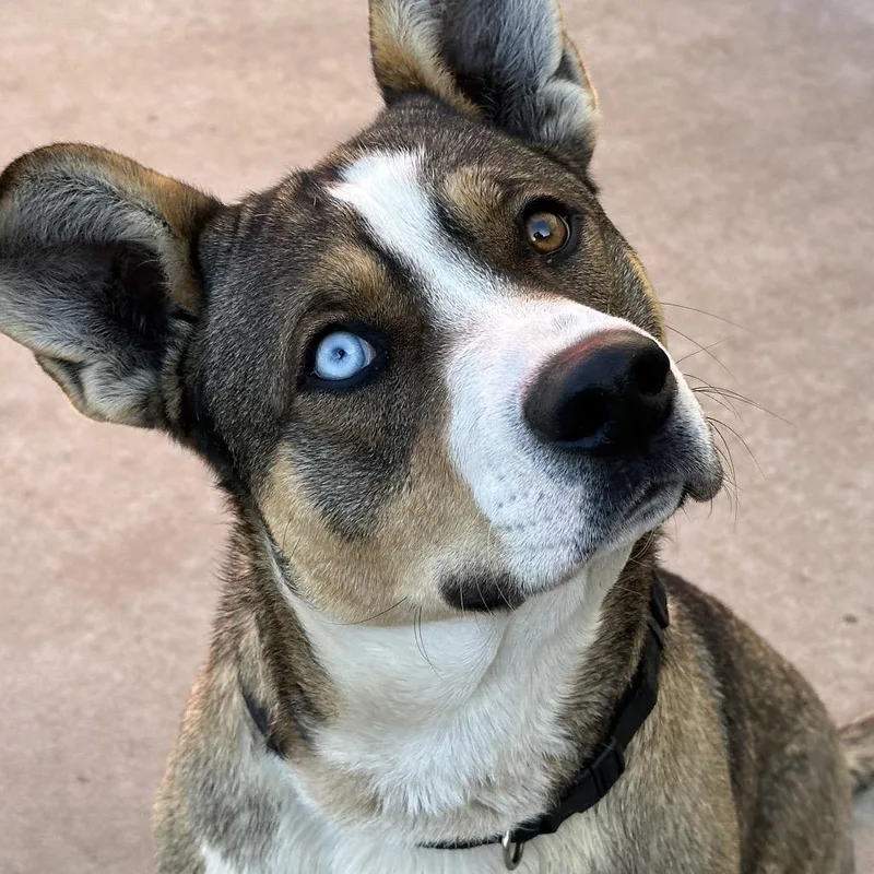 Remington thumbnail 3