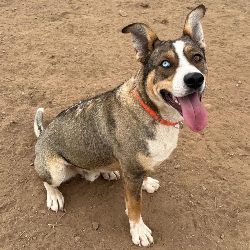 Remington thumbnail 4