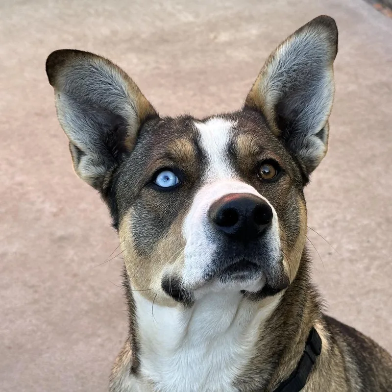 Remington thumbnail 6