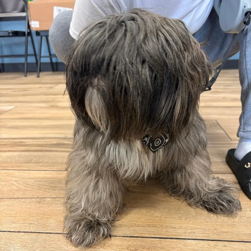 A baby small-sized male Gray / Blue / Silver Mixed Breed dog named Fendii for adoption in Newark, NJ