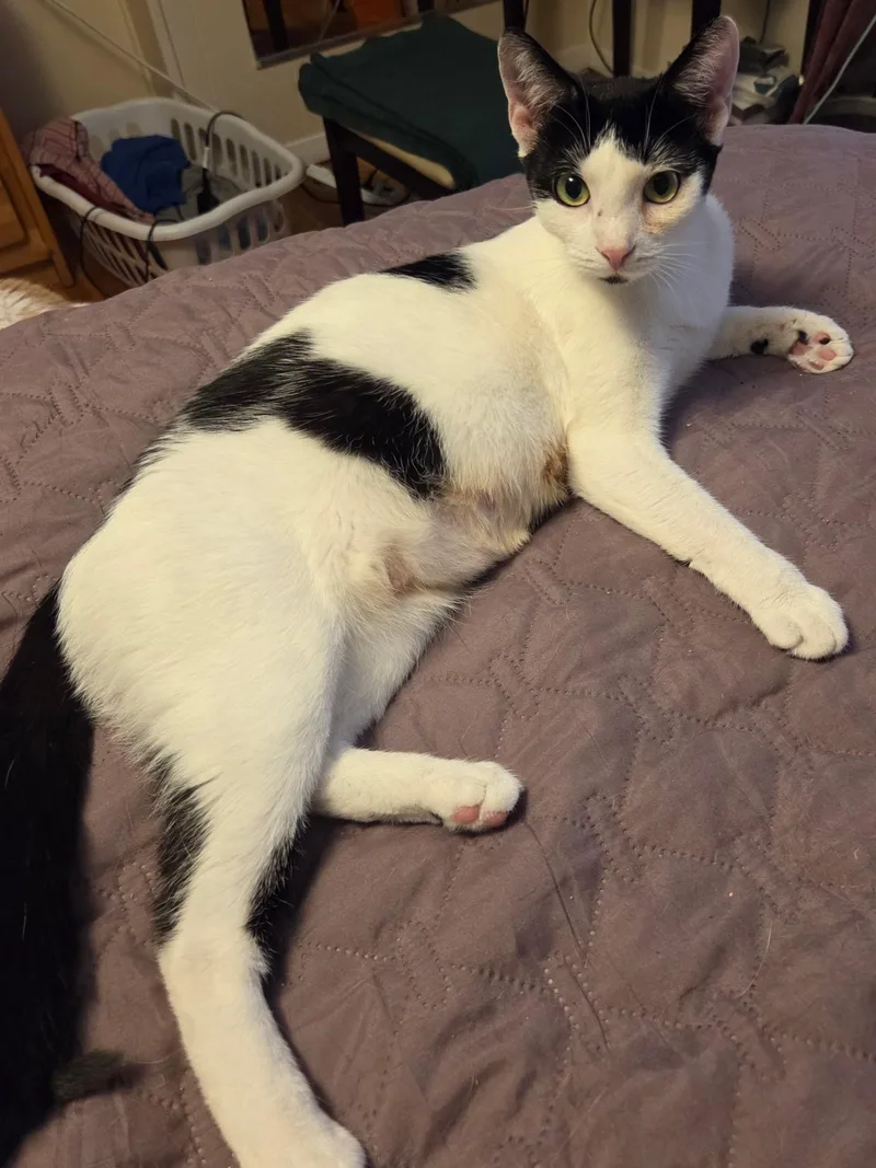 A young small-sized female Domestic Short Hair cat named Gordita for adoption in Melrose, MA