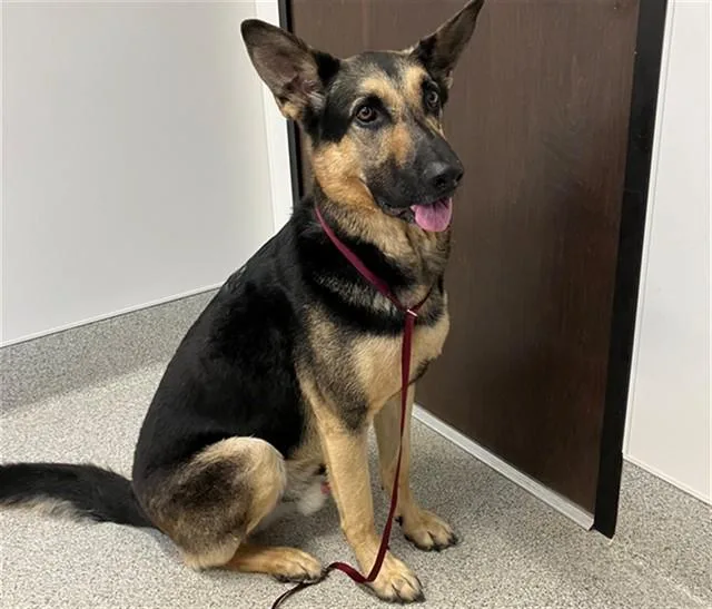 An adult large-sized male German Shepherd Dog dog named Baby Boy for adoption in San Luis Obispo, CA
