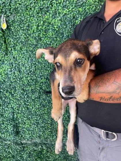A baby small-sized female Black Shepherd dog named Rosalita for adoption in El Paso, TX