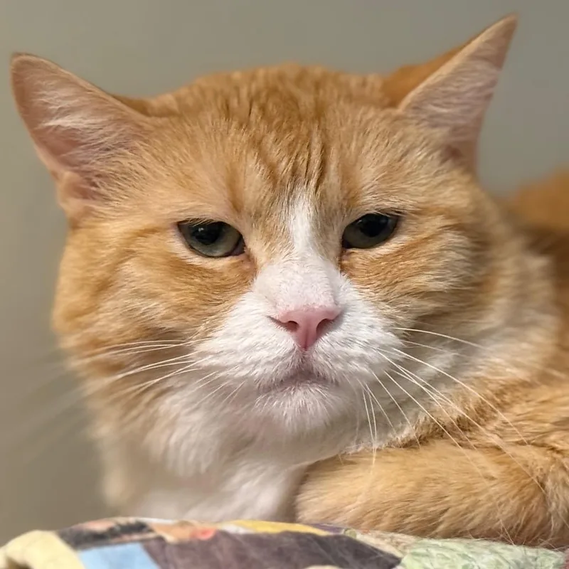 Loosey Goosey thumbnail 2