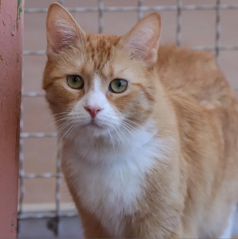 Loosey Goosey thumbnail 3