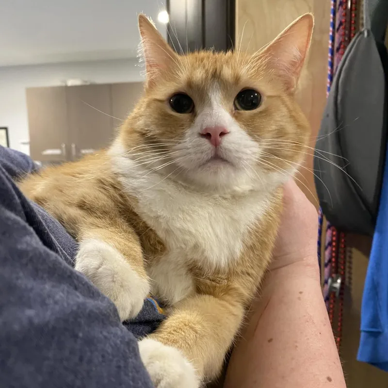 Loosey Goosey thumbnail 4