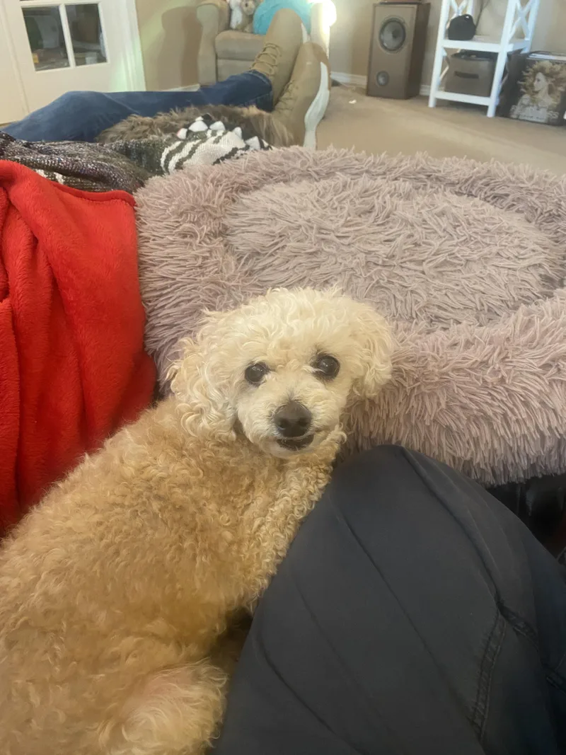 A senior small-sized male Miniature Poodle dog named Cody for adoption in West Richland, WA
