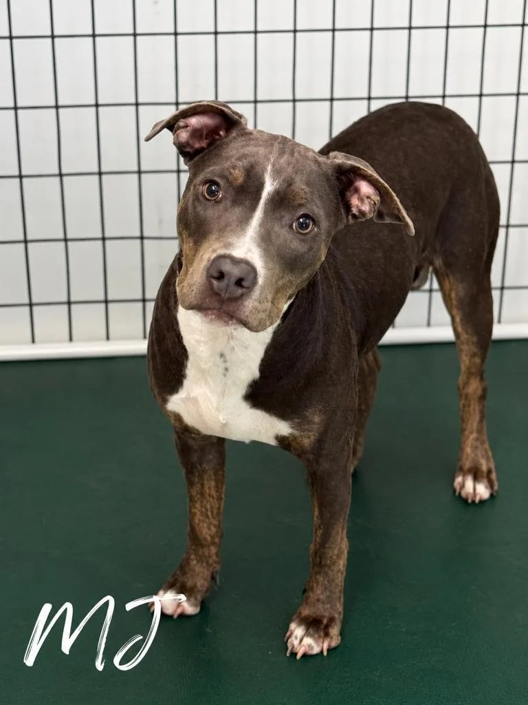 A young medium-sized female Gray / Blue / Silver Pit Bull Terrier dog named Mj for adoption in Momence, IL