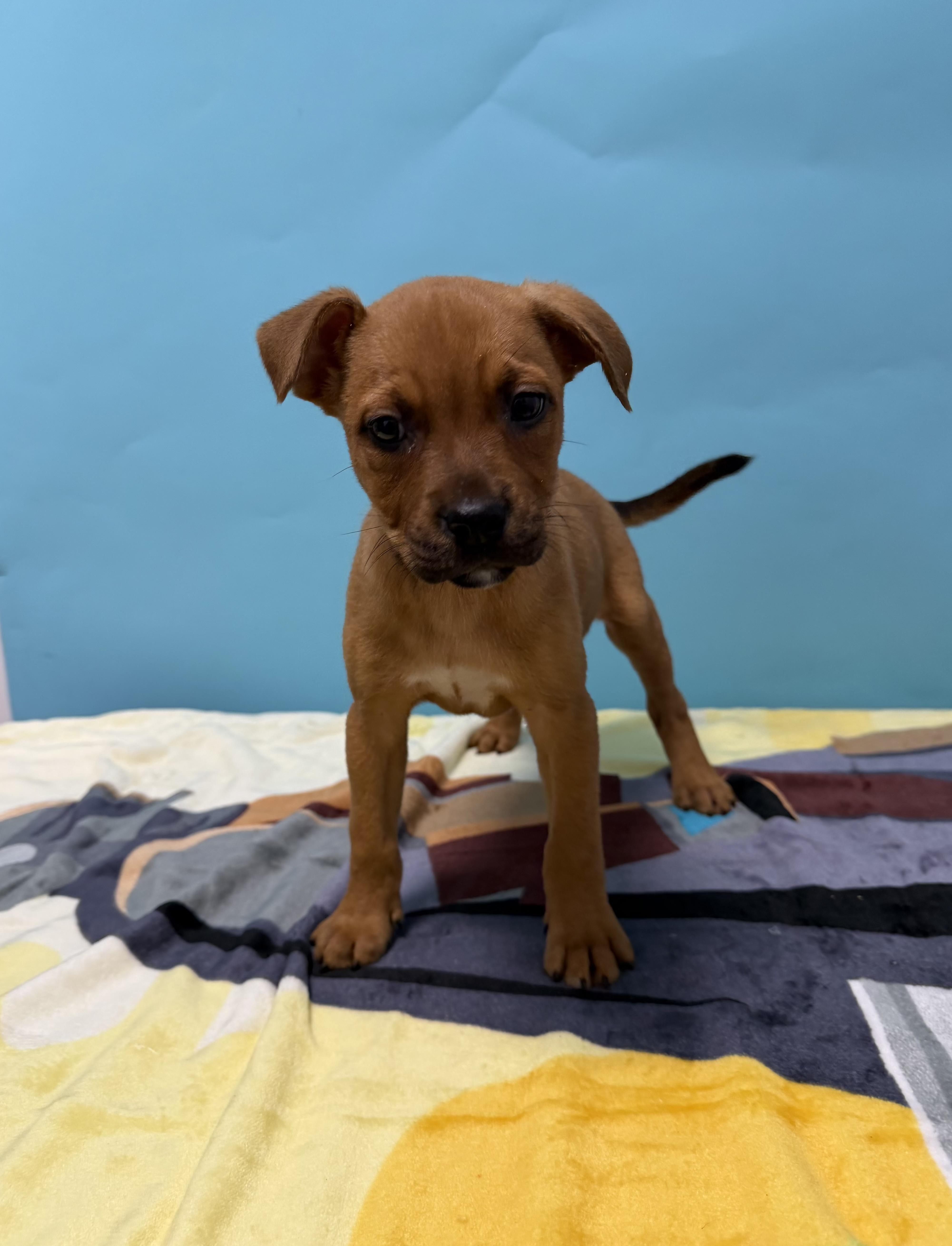 A baby medium-sized female Bicolor Boxer dog named Quinn for adoption in Loogootee, IN