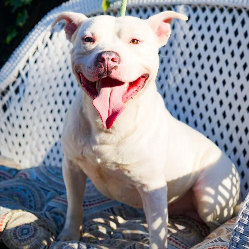 A young medium-sized male White / Cream Pit Bull Terrier dog named Bart for adoption in Detroit, MI