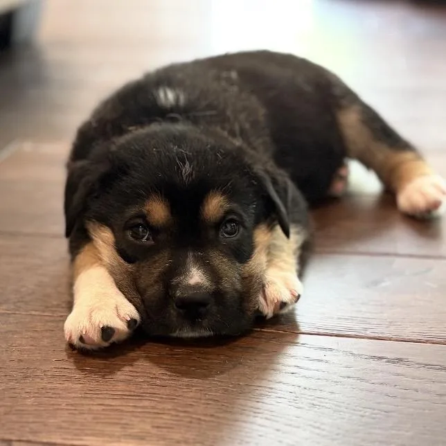 Poohbear thumbnail 2