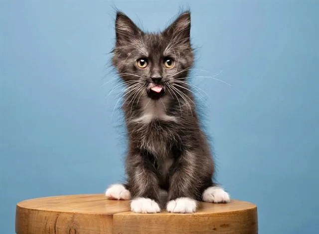 A baby small-sized male Domestic Short Hair cat named Hibiscus for adoption in Saint Louis, MO