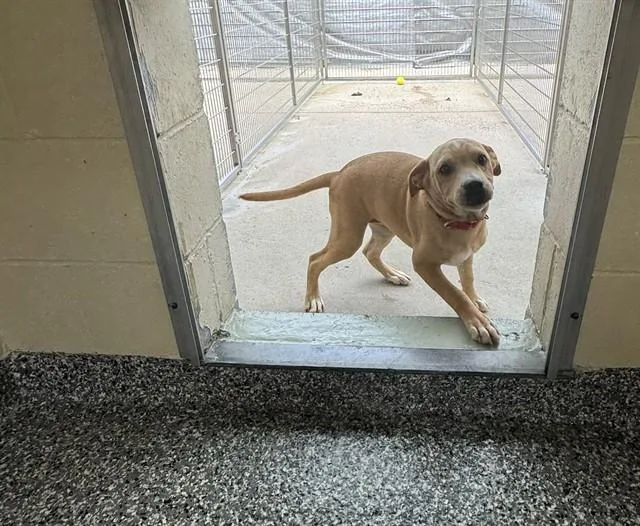 A baby medium-sized female Labrador Retriever dog named Wilma for adoption in Brewster, MA