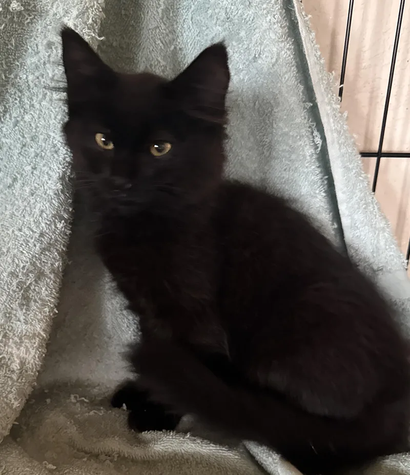 A baby small-sized male Black Domestic Medium Hair cat named Messi for adoption in Pendleton, OR