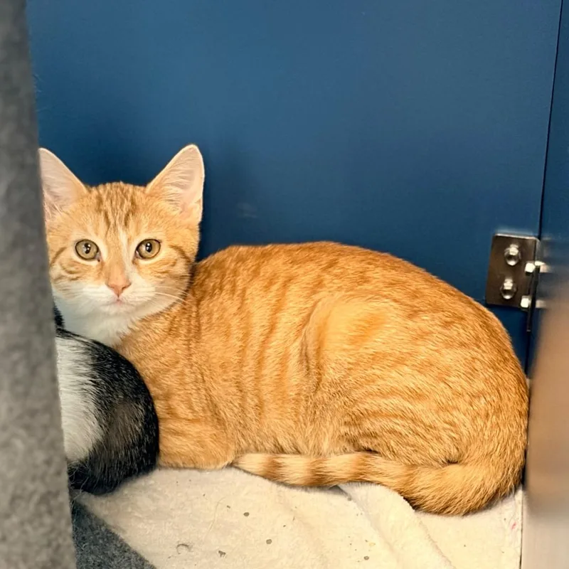 A baby small-sized male Orange / Red Domestic Short Hair cat named Hank for adoption in Watertown, NY