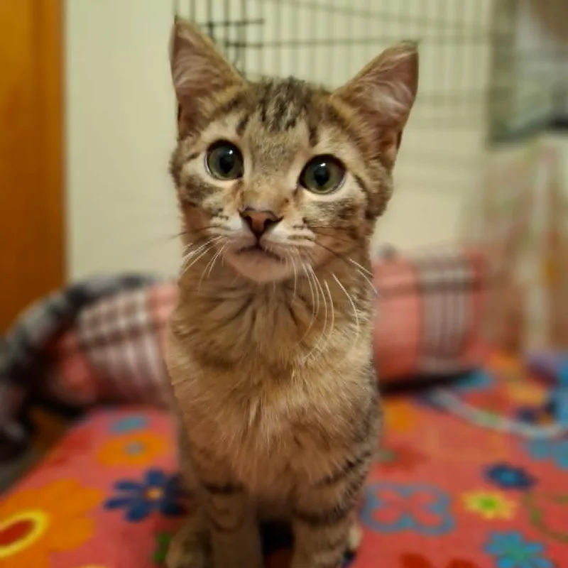 Pistachio And Chunky Monkey thumbnail 2