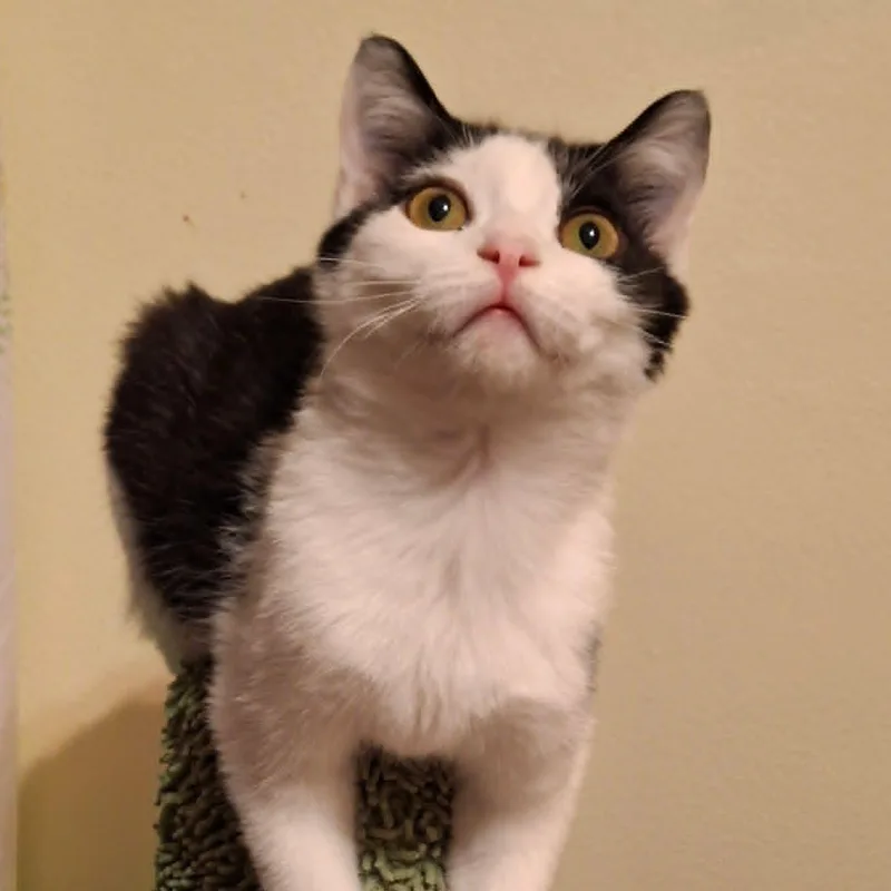 Pistachio And Chunky Monkey thumbnail 4