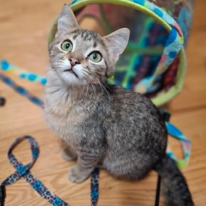 Pistachio And Chunky Monkey thumbnail 6