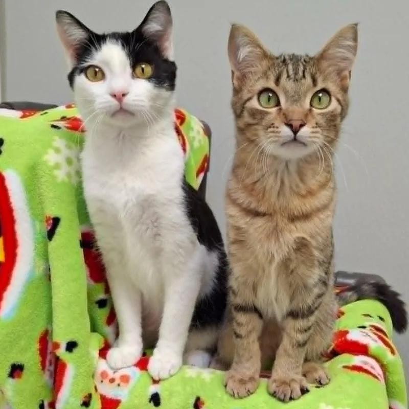 Pistachio And Chunky Monkey