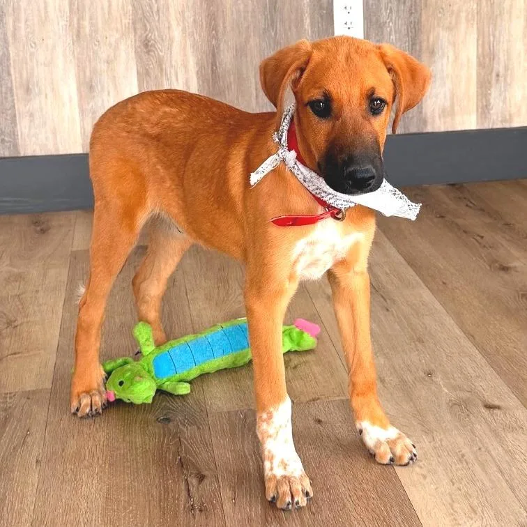A baby medium-sized male Yellow / Tan / Blond / Fawn Doberman Pinscher dog named Bellini for adoption in Idaho Falls, ID